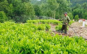Trồng rừng ở Phú Yên