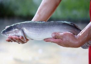 Các bước thực hiện thông cống nghẹt bằng lươn, cá lóc