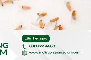 Nguyên nhân nhà vệ sinh xuất hiện ruồi giấm 