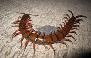 rết vào nhà tắm