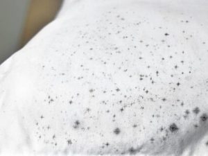 Quần áo bị mốc chấm đen