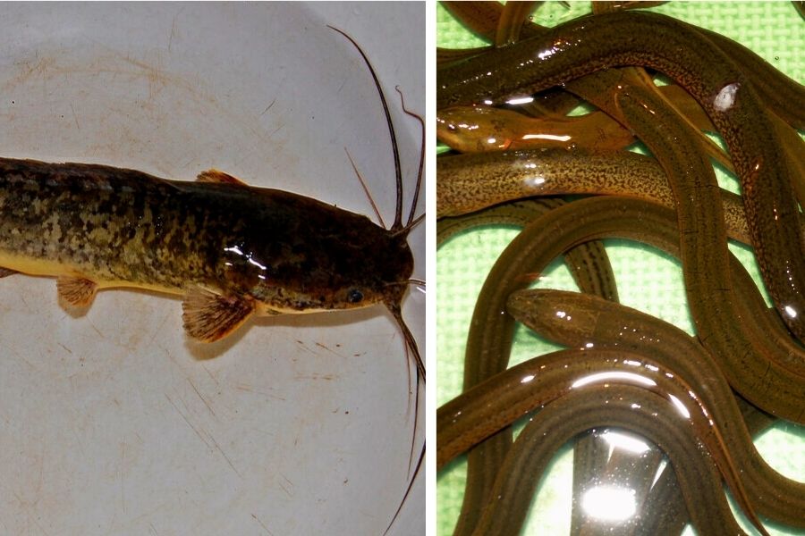 Cách làm hết nghẹt ống cống hiệu quả